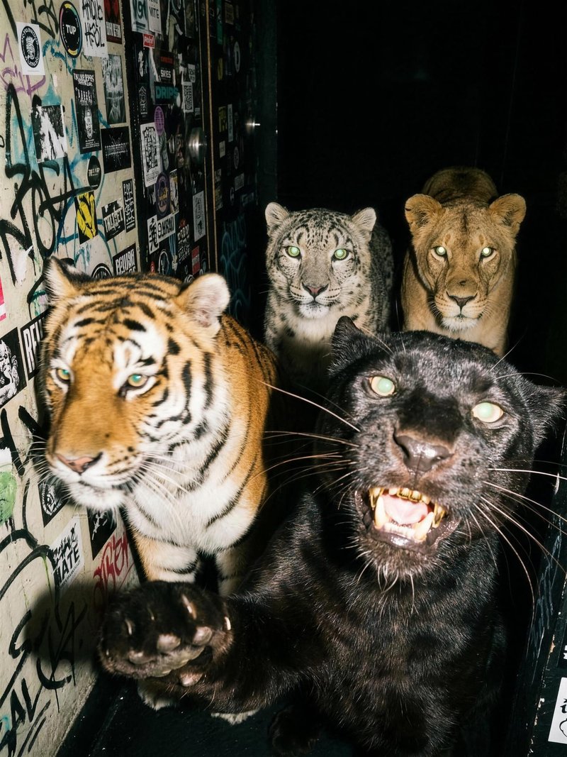 Four Cats