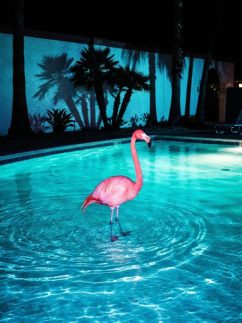 The Pool